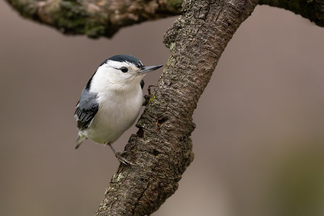Nuthatch on a Branch