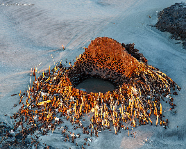 Palm Stump with Trapped Shells