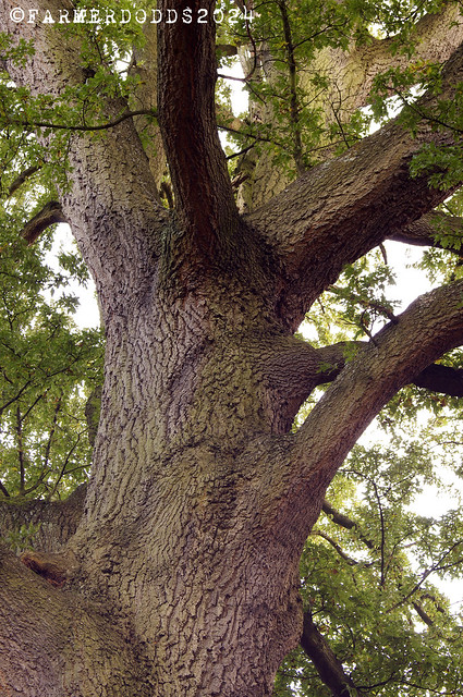 Quercus cerris 'Turkey Oak'