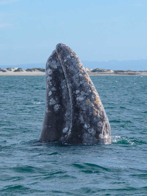 Gray Whale Spyhopping, Laguna San Ignacio, Baja California Sur, Mexico-Feb. 4, 2024