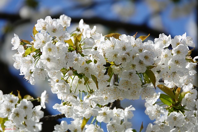 13230 - Fleurs blanches