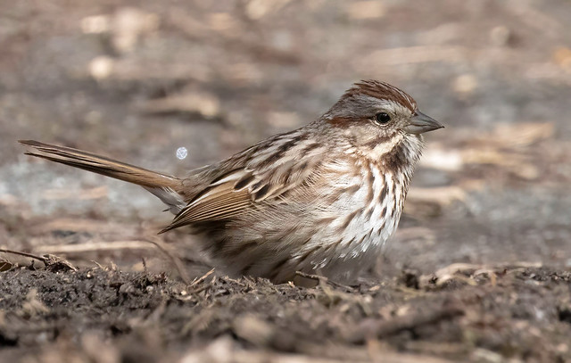 Bruant chanteur, Song Sparrow, Melospiza melodia.   DSC_4661-1. jpg