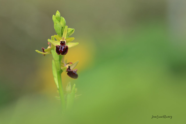 Ophrys Incubacea