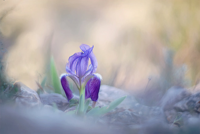 DSC06811-la belle iris ou iris lutescens