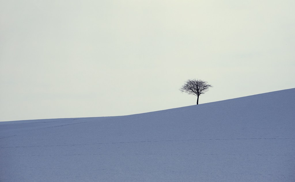 Lonely Tree on a Hill Thinking About Next Steps