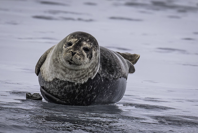 Seal at glacier lagoon