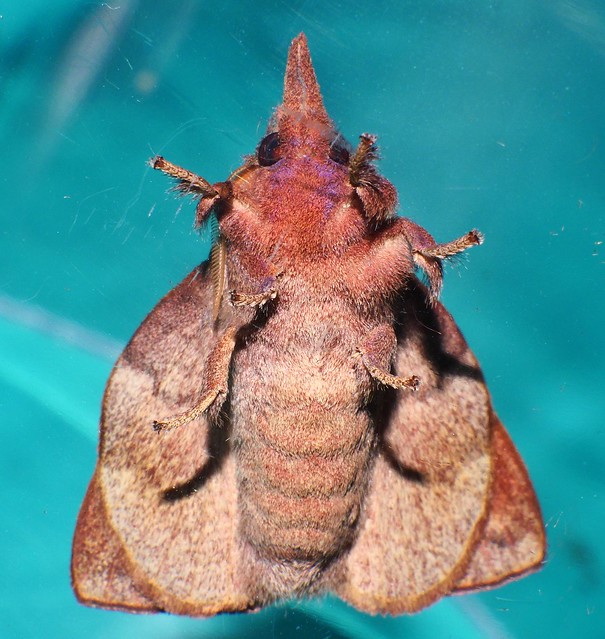 Cousin IT moth Pararguda sp aff crocota Lasiocampinae Lasiocampidae Bombycoidea Mandalay rainforest Airlie Beach P1022196