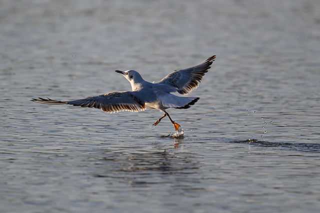 immature black-headed gull chasing a fly