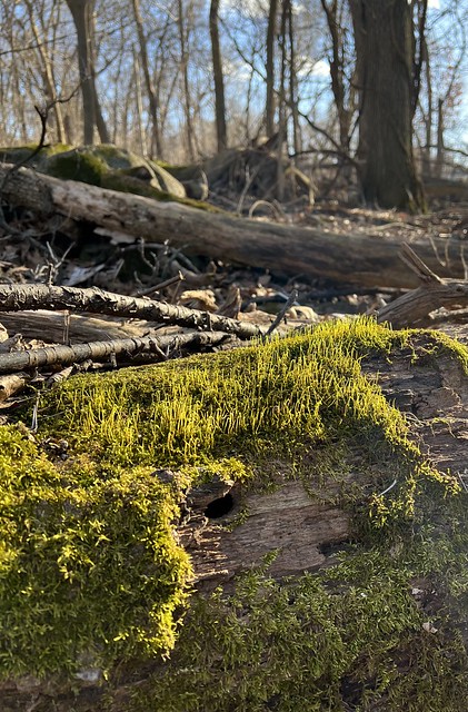 Forest on a Fallen Log