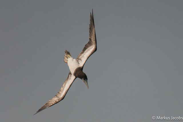 Plunge-diving Brown Booby 2