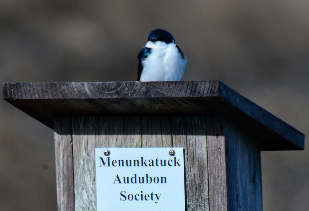 I'd like to thank you all for coming out today, this nameless tree swallow will be the guest speaker today.