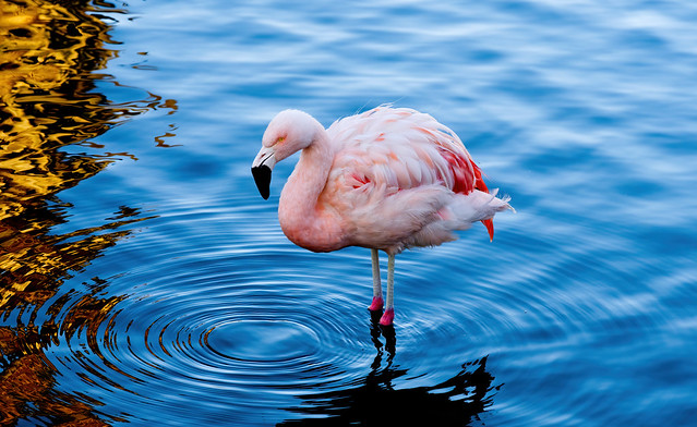 Flamingo in Palm Desert California