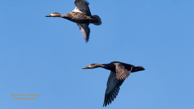 American Back Ducks in Flight over Loxahatchee National Wildlife Refuge, Boynton Beach, Florida