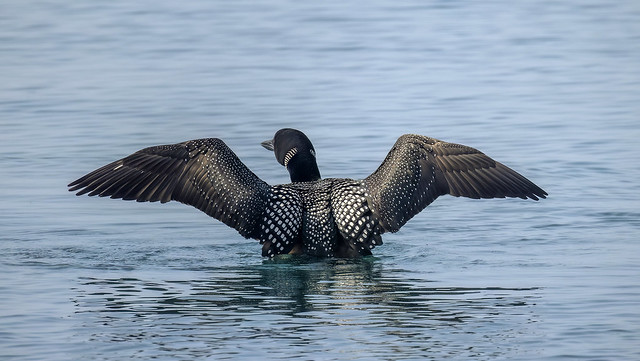Common loon/Northern diver / Himbrimi (Gavia immer)