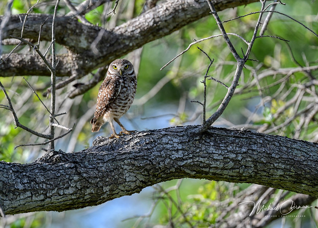 Burrowing Owl in Davie, Florida