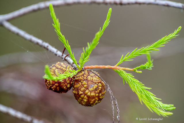 Pond Cypress Branch with Cones