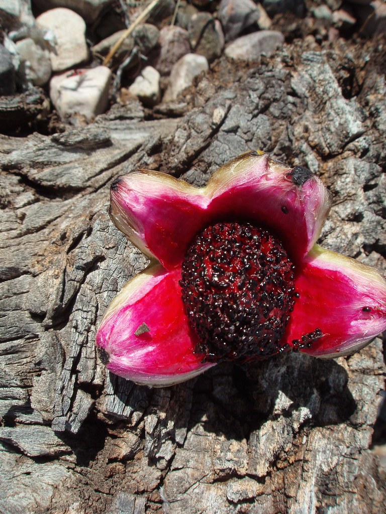 Close-up of ripe Saguaro fruit; San Pedro River Valley, SE of San Manuel, AZ