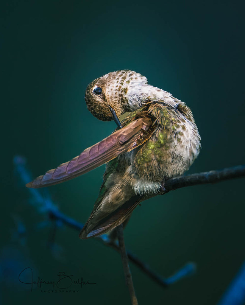 Hummingbird Yoga?