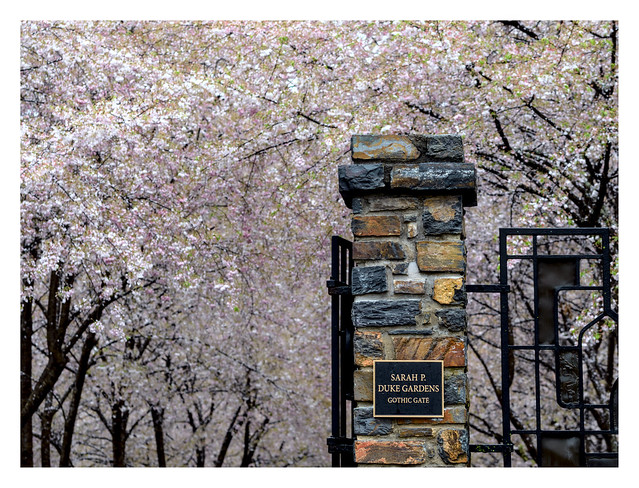 Cherry Blossom at Gothic Gate at Sarah P. Duke Gardens