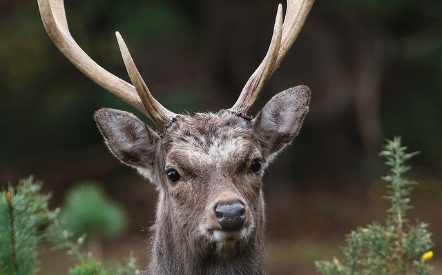 Sika Deer - Cervus nippon 220324 (7)