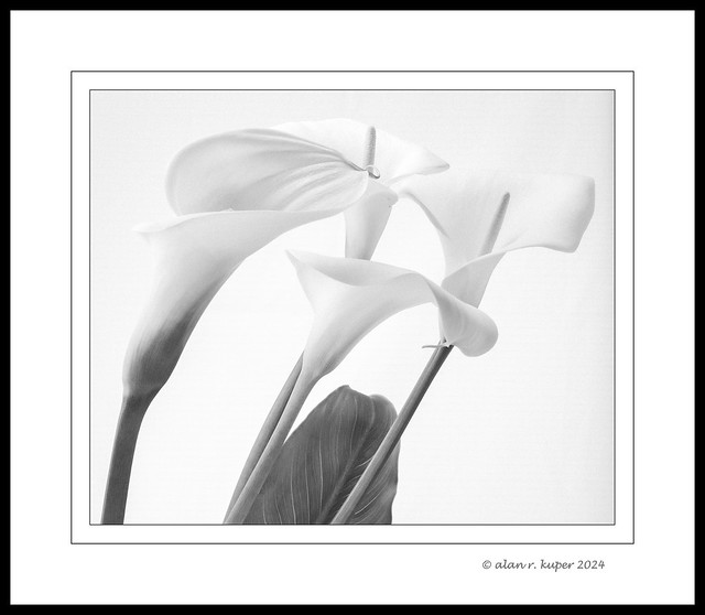 nef240325 - Calla Lily on White