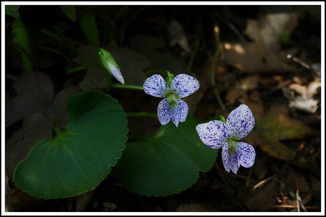 Violets in shade....