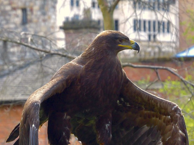 Gloden Eagle