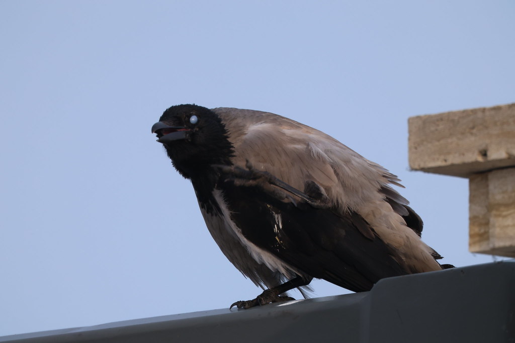 Ворона (crow)