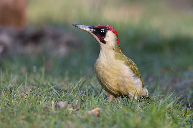 Grünspecht - Eurasian Green Woodpecker