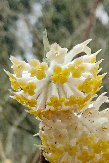 Edgeworthia chrysantha Lindl. - Papierstruik - Hortus Lapidarius 240323a