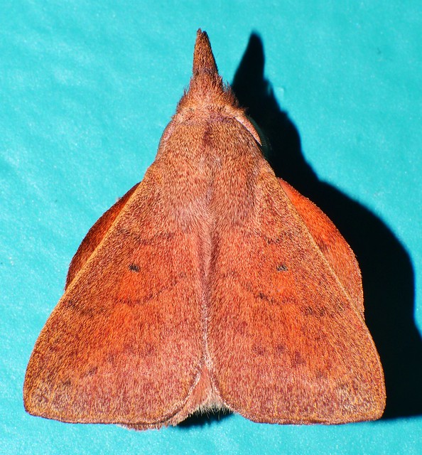 Cousin IT moth Pararguda sp aff crocota Lasiocampinae Lasiocampidae Bombycoidea Mandalay rainforest Airlie Beach P1022176