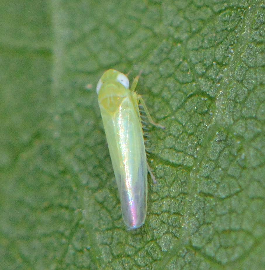 Look carefully to find a microleafhopper