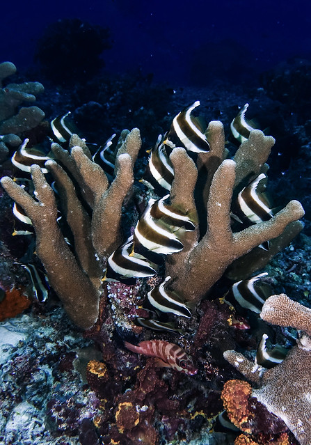 Pennant Coralfish