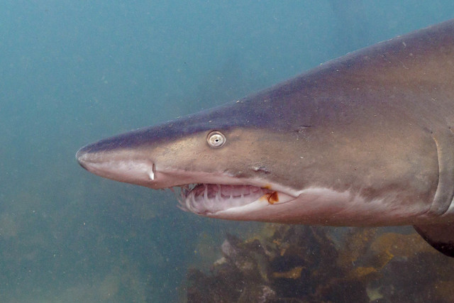Grey Nurse Shark || Bushrangers Bay || Shell Harbour