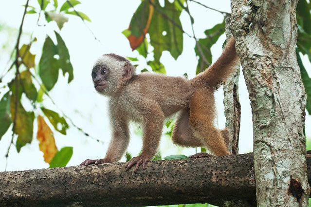 Macaco-prego (Sapajus apella apella) filhote