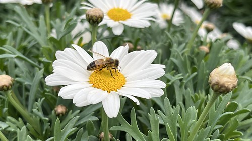 Bees &lt;a href=&quot;http://www.viaggiaescopri.it&quot; rel=&quot;noreferrer nofollow&quot;&gt;www.viaggiaescopri.it&lt;/a&gt;