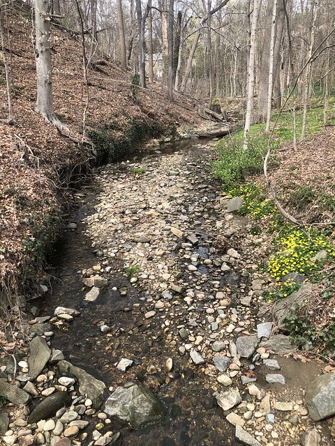 Normanstone Creek, March afternoon, Rock Creek Park, Washington, D.C.