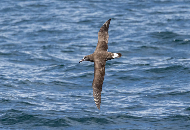 Black-footed albatross (Phoebastria nigripes)