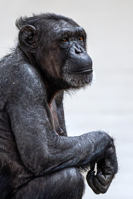 old chimp sitting