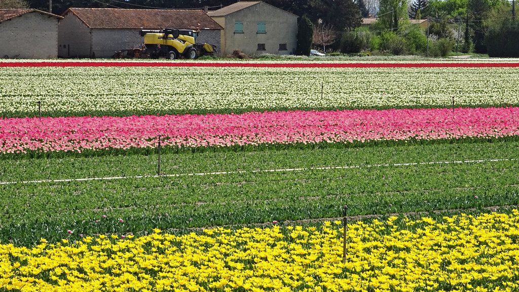 2791 Tulpenfelder - champs de tulipes, Jonquières