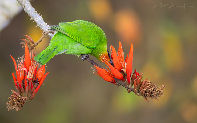Golden-fronted leafbird | সোনা-কপালি হরবোলা | পাতা বুলবুলি