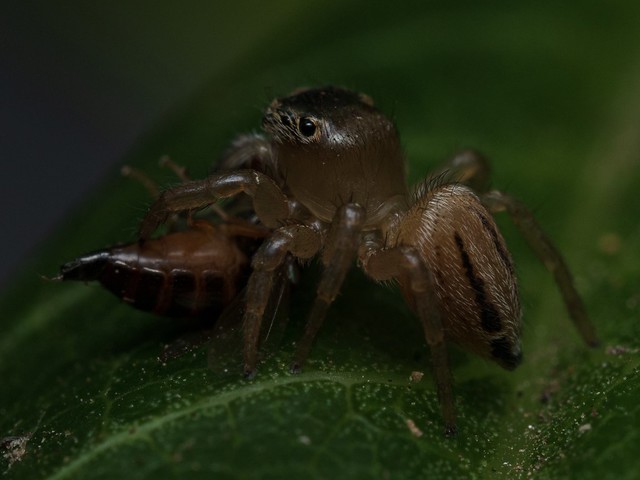A Maratus scutulatus jumping spider with its prey