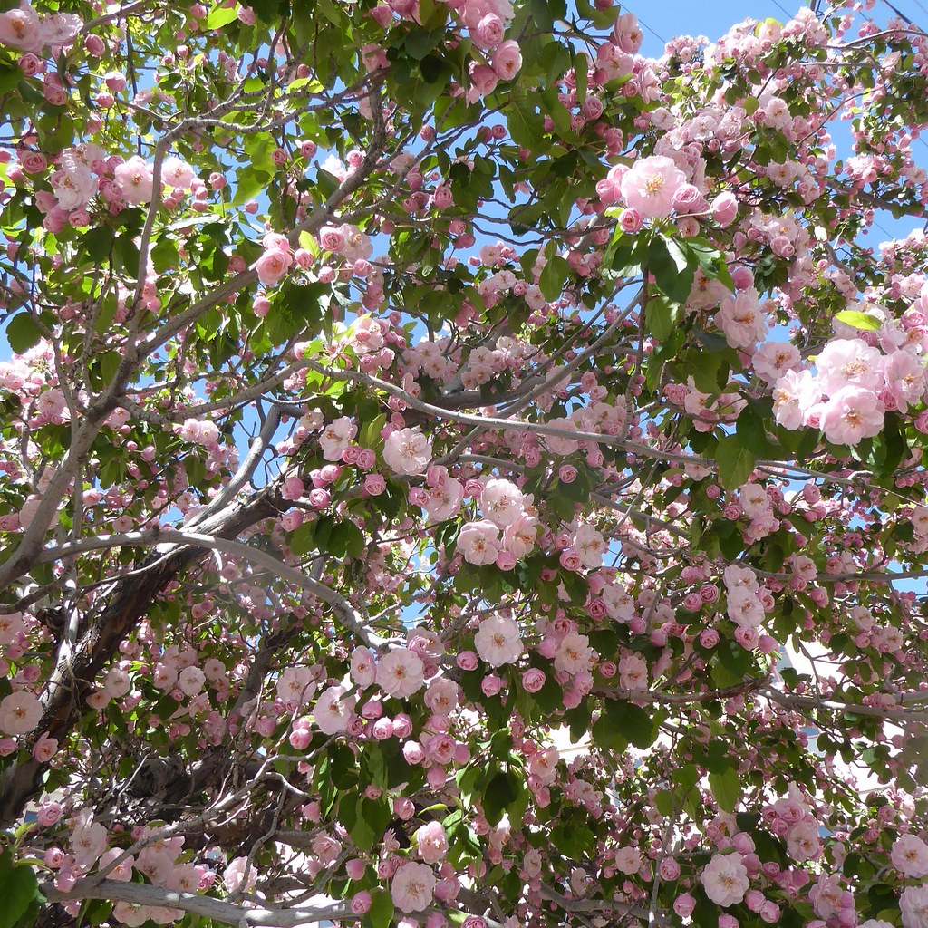 Reno, NV, Walkabout in My Son's Neighborhood, Flowering Tree