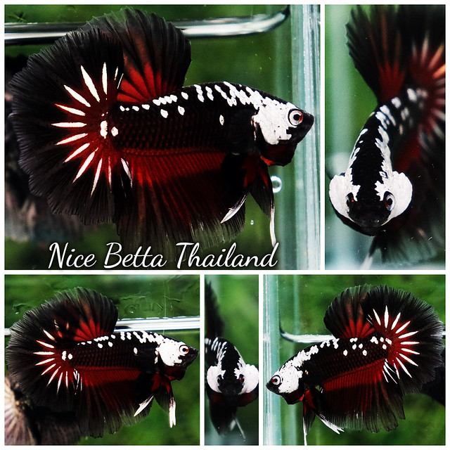 r03-262 Betta fish Rare Vampire Shadow Black Samurai Butterfly OHM