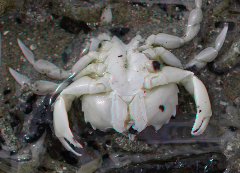 Crab Strand Hoek van Holland 3D