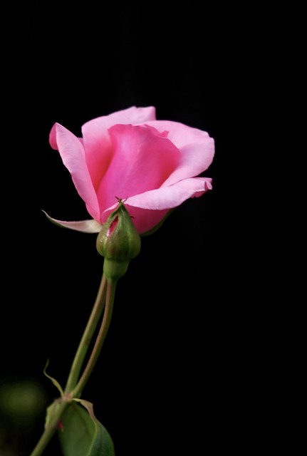 Pink Rose     Steinheil Culminar 85mm F 2.8