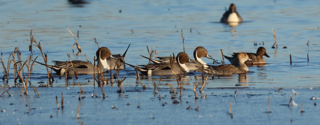Pintail hen and Drakes Huron Wetland Management District