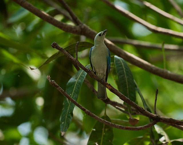 Blue-gray Tanager (Thraupis Episcopus)