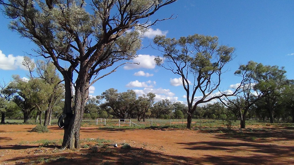 Tree and gate beside outback road