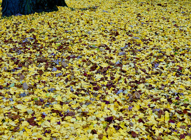 fallen Ginkgo leaves